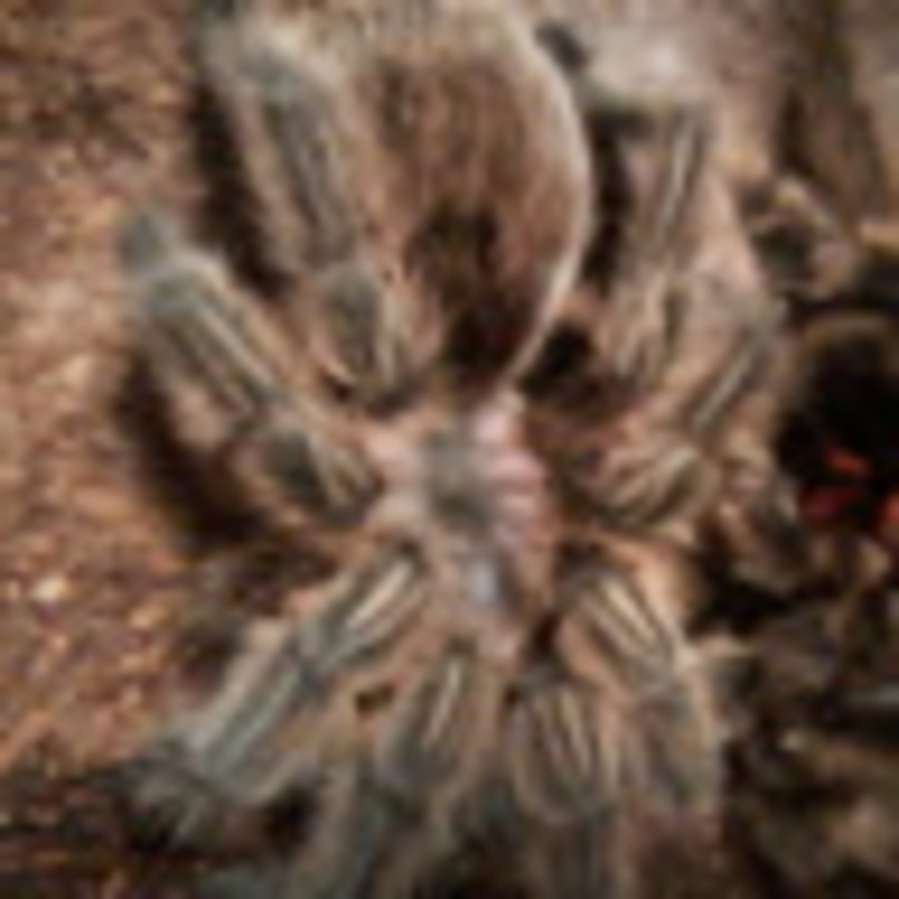 Meet your Posher, ??